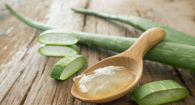 Aloe-vera Hindi