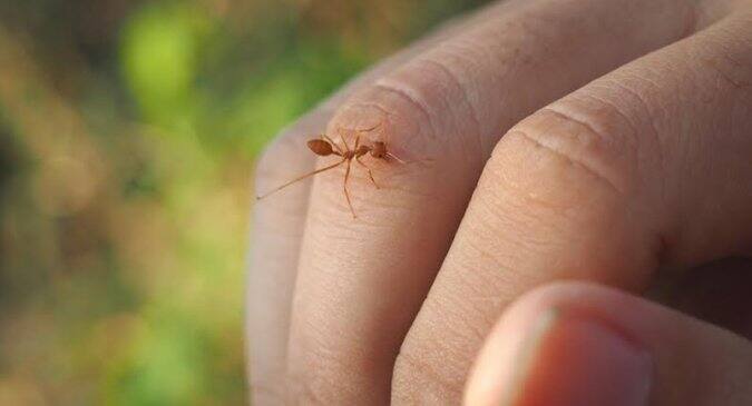 Treatment for insect bites