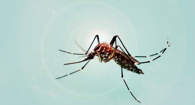 Dengue-shock-syndrome01