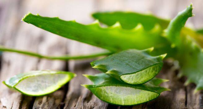 aloe-vera
