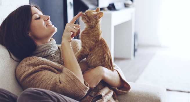 cats Hindi