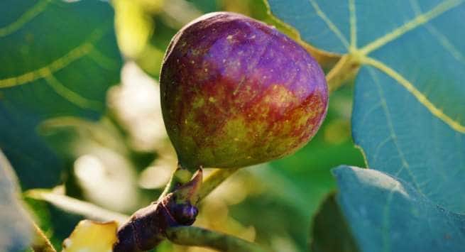 fig Hindi