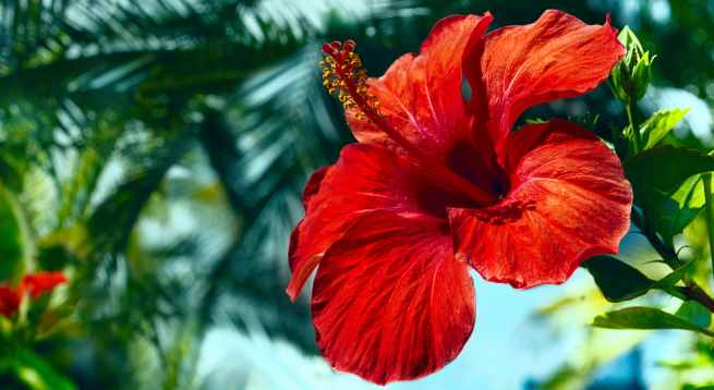 hibiscus in hindi