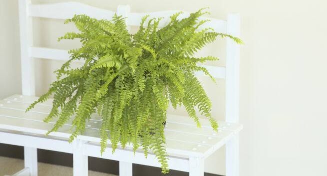 indoor plants Hindi