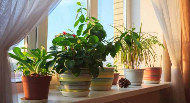 window-plants Ways to stay cool this summer