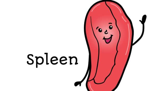 Enlarged spleen