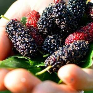 5 reasons why you should eat mulberries 5 reasons why you should eat mulberries