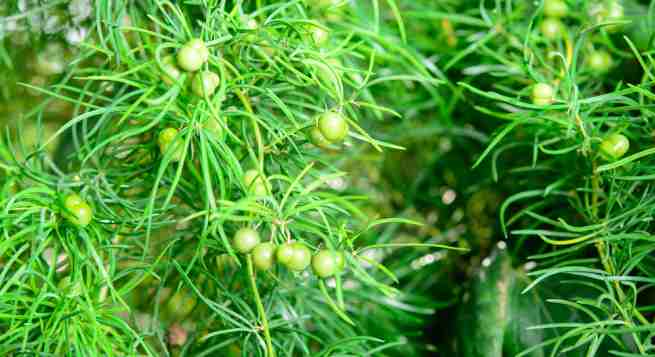 shatavari-ayurvedic herbs help you to get rid from the problem of erectile dysfunction