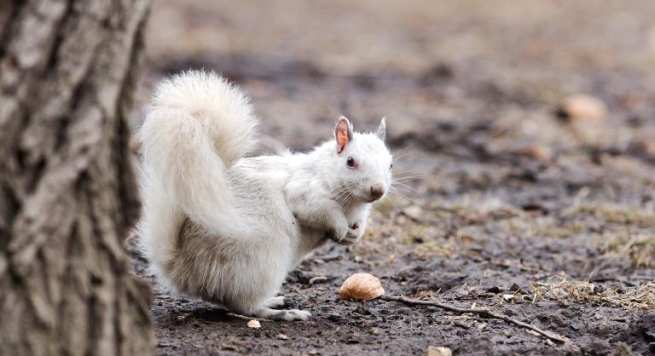 albino-animal Hindi