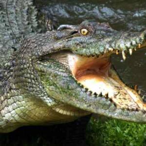 Prosthetic arm for Bengaluru techie as crocodile bites off his forearm Prosthetic arm for Bengaluru techie as crocodile bites off his forearm