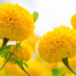 7 health benefits of marigold or genda phool 7 health benefits of marigold or genda phool