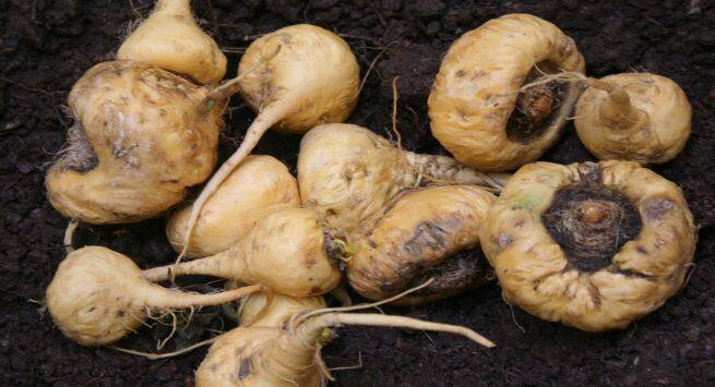 Maca Hindi