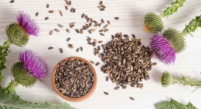 Milk-thistle-help you to get pregnant easily