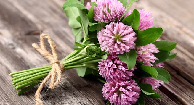 Red-clover-help you to get pregnant easily