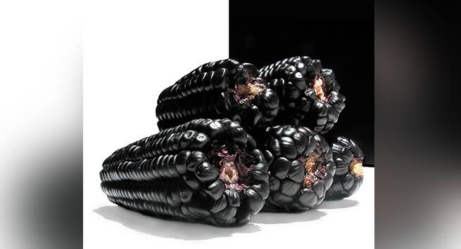 purple-corn Hindi