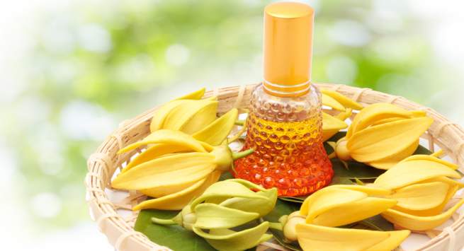 ylang ylang oil