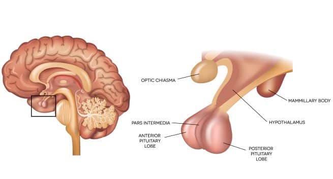 endocrine disorders