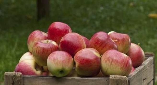 Apples