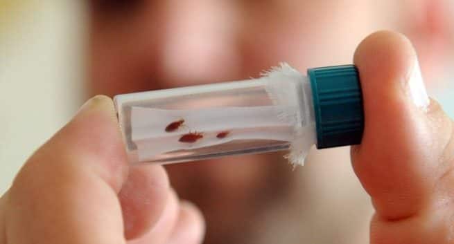 bed bug diseases bed bug diseases