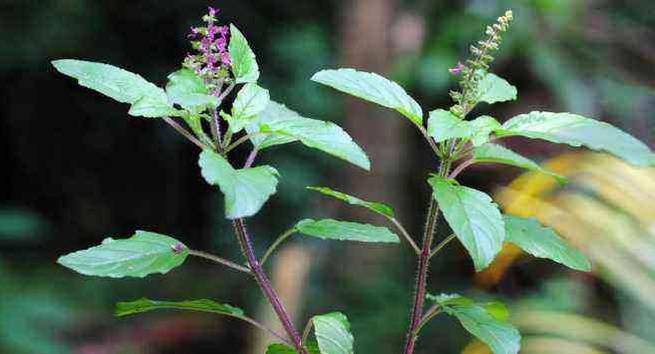 Basil leaves