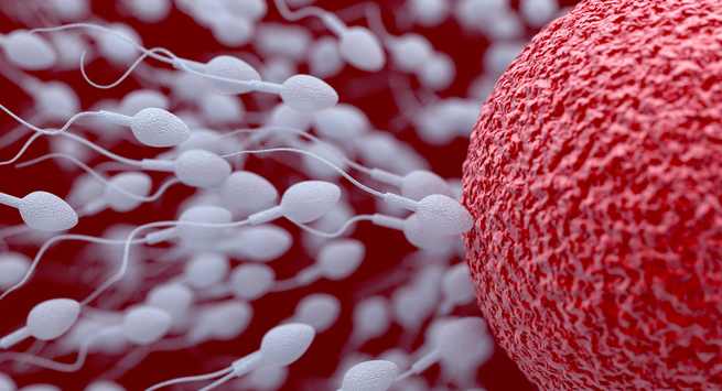 If you have infertility problem try these fruits that boost sperm count