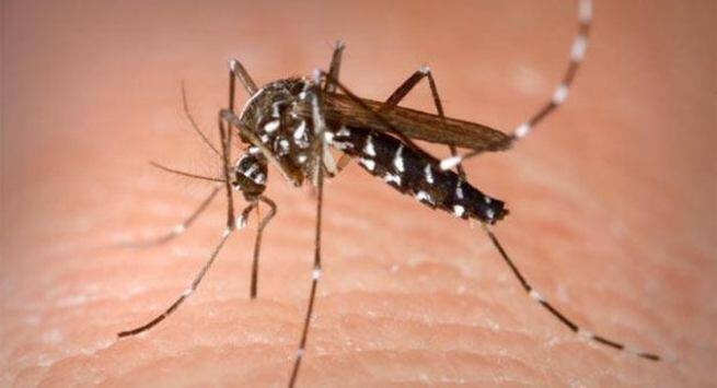 More diseases spread by mosquitoes