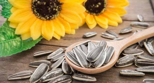 Sunflower-seeds