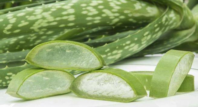 aloe vera