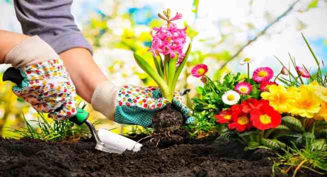 gardening
