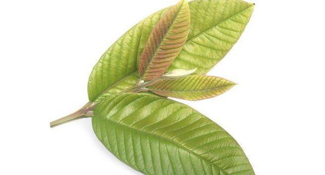 Guava-leaves