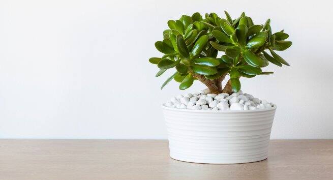 Jade-plant Hindi