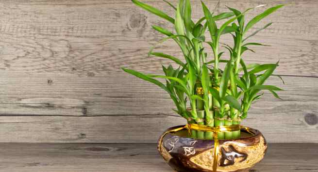 bamboo-plant Hindi