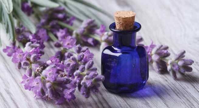 Lavender-oil