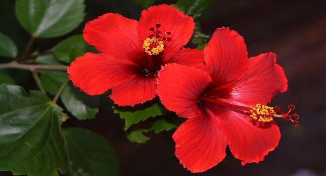 hibiscus Hindi