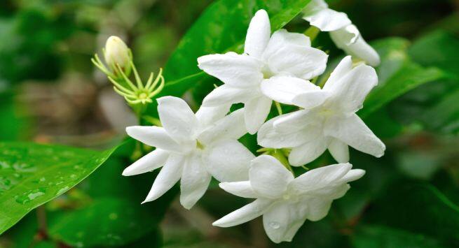jasmine hindi
