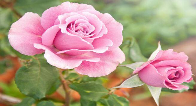 rose hindi