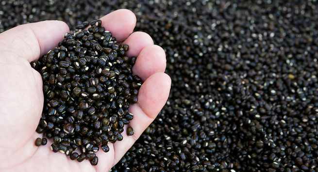 Black-gram Hindi