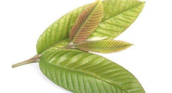Guava-leaves-for-pain