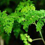 moringa