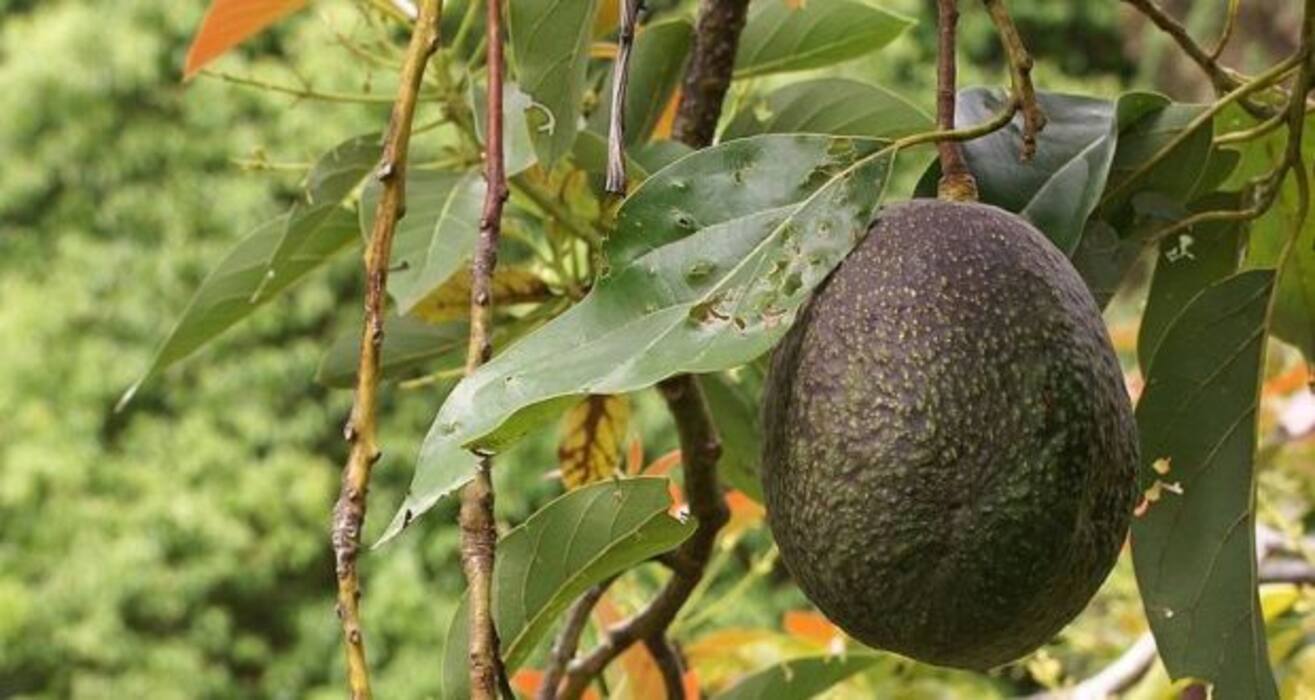 10 superfoods for super weight loss!