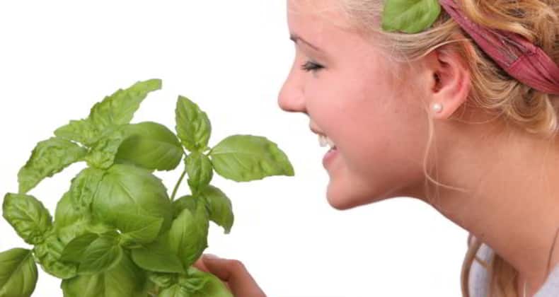 9 reasons tulsi or basil leaves are good for your health (Gallery)