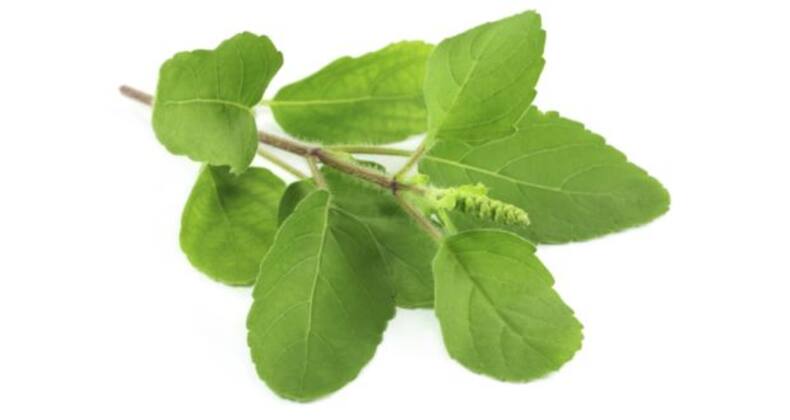 9 reasons tulsi or basil leaves are good for your health (Gallery)
