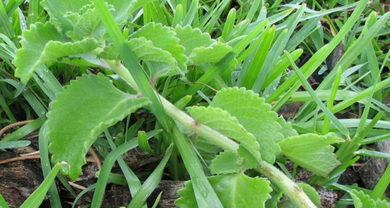 8 herbal, natural remedies for hypertension or high BP (Gallery)
