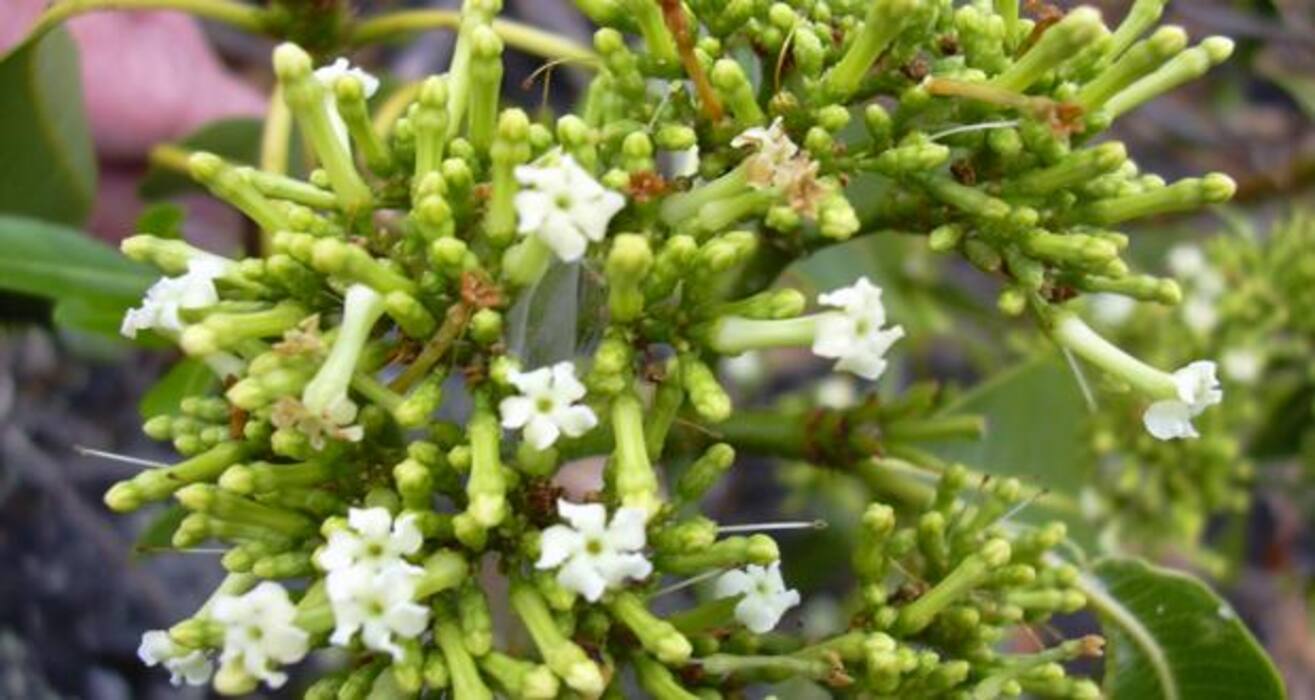 8 herbal, natural remedies for hypertension or high BP (Gallery)