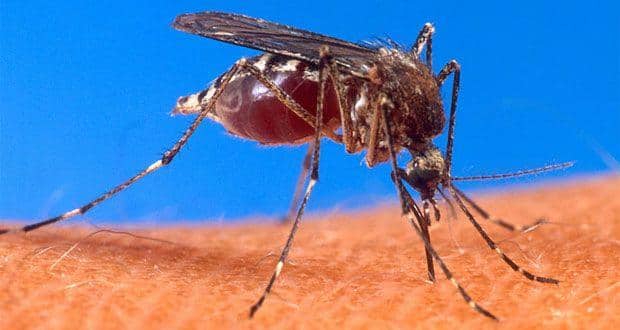 More effective malarial drugs discovered
