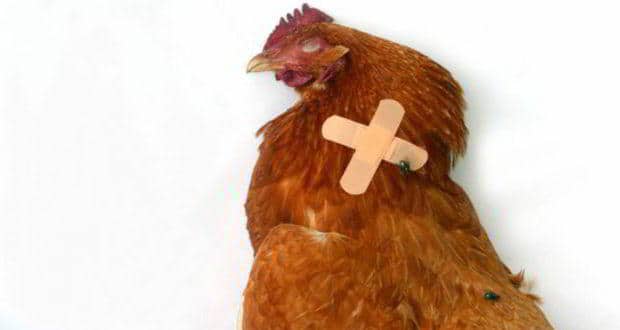 Bird-flu-5