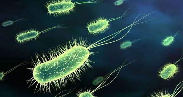 Clostridium_botulinum