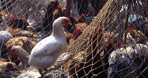 bird_flu
