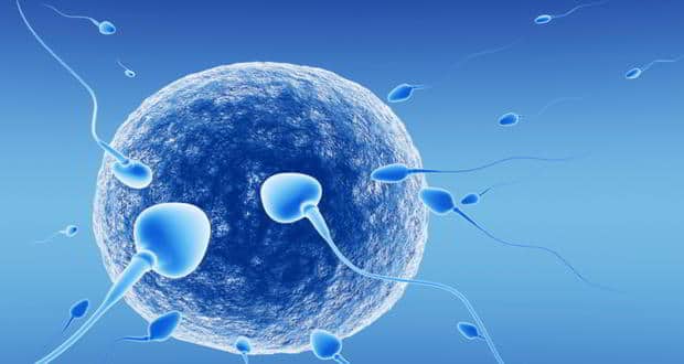 Sperm 2