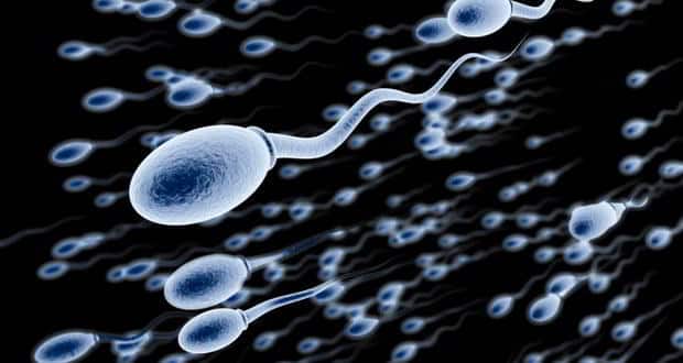 Sperm